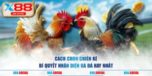 Cách Chọn Chiến Kê - Bí Quyết Nhận Diện Gà Đá Hay Nhất